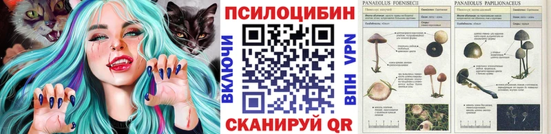 Псилоцибиновые грибы Psilocybe  Шарыпово 